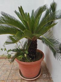 Cycas piante da giardino