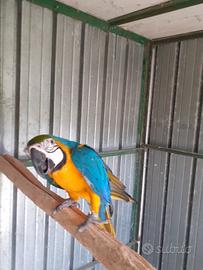 Pappagallo ara
