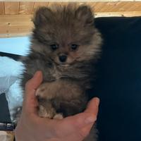 Cucciolo di spitz di Pomerania