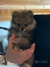 Cucciolo di spitz di Pomerania