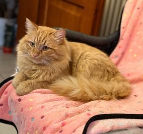 Gatto maschio 2 anni pelo lungo