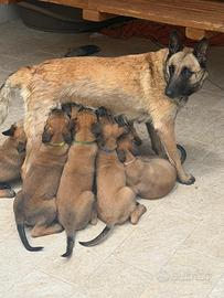 Cuccioli di Pastore belga Malinois