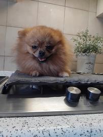 spiz di Pomerania da borsetta 
