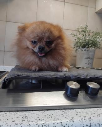 spiz di Pomerania da borsetta 