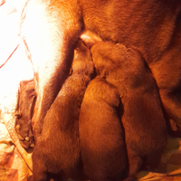 Cuccioli pastore belga malinois