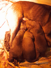 Cuccioli pastore belga malinois