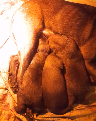 Cuccioli pastore belga malinois
