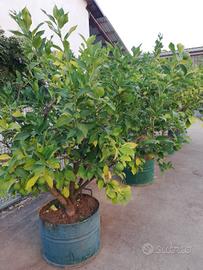 piante di limone 