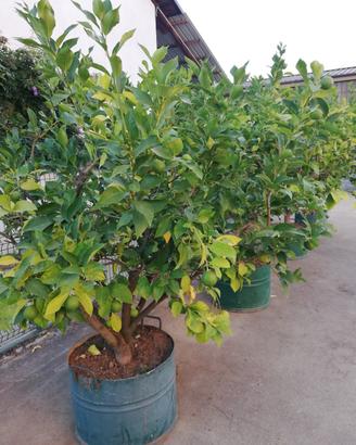 piante di limone 