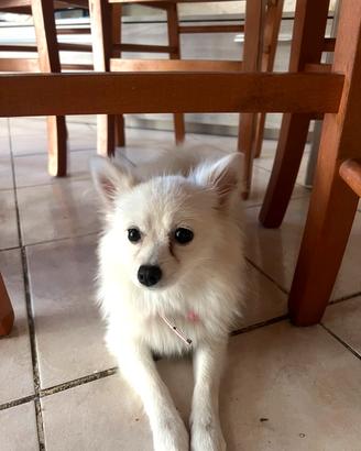 Cucciolo Spitz Pomerania X volpino italiano 8 mesi