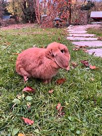 Coniglia nana ariete