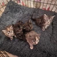 Cuccioli di Maine Coon pedigree AFSI giganti