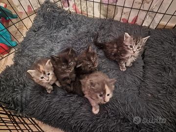 Cuccioli di Maine Coon pedigree AFSI giganti