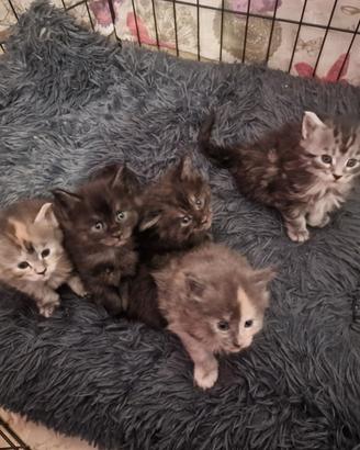 Cuccioli di Maine Coon pedigree AFSI