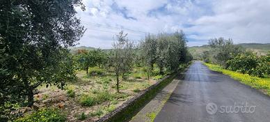 Terreno - Paternò