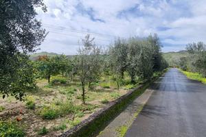 Terreno - Paternò