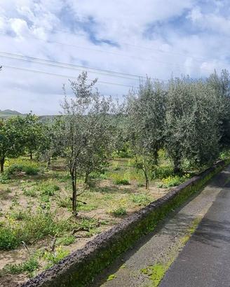 Terreno - Paternò