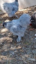Gallo
