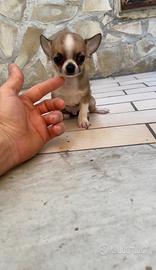 Cuccioli di chihuahua mini toy e toy