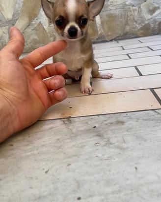 Cuccioli di chihuahua mini toy e toy