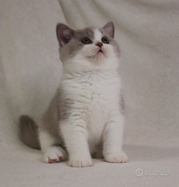 British shorthair scontati pedigree