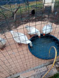 Animali oche Romagnole