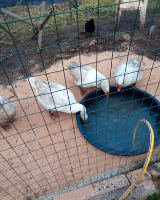 Animali oche Romagnole