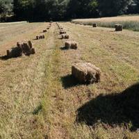 ballette erba medica / fieno