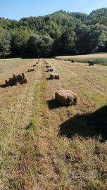 ballette erba medica / fieno