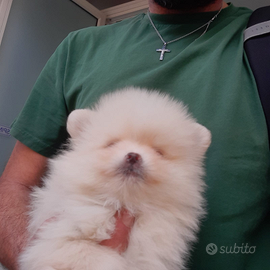 Cuccioli di spitz pomeriana mini