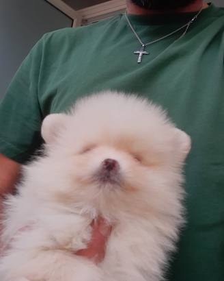 Cuccioli di spitz pomeriana mini