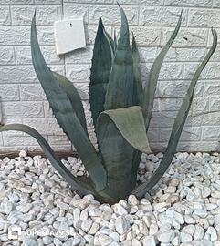 agave americana blu 