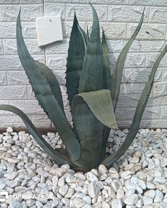 agave americana blu 