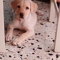 Cucciola di labrador
