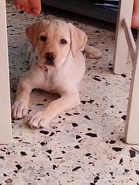 Cucciola di labrador