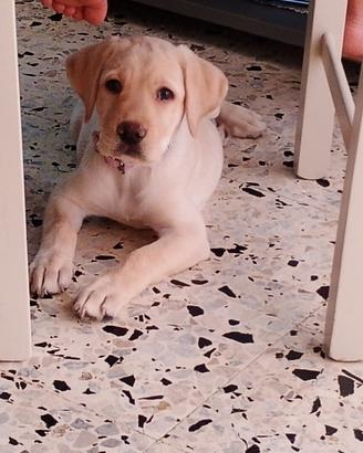 Cucciola di labrador