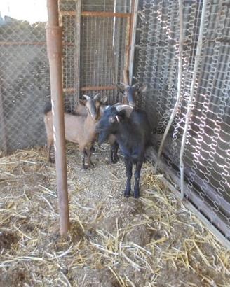 3 capre tibetane 2 femmine e 1 maschio