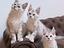 Immagine 4