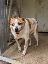 Lillo dolcissimo cagnolino di 9 anni