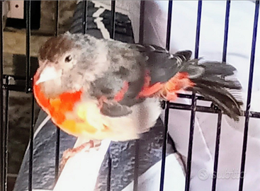 Cardinali a del Venezuela