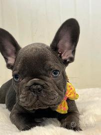 bulldog francese blu