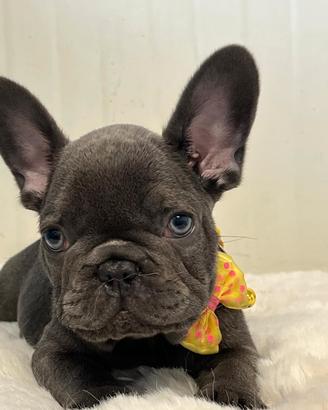 bulldog francese blu