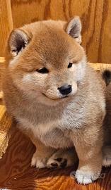 Shiba inu