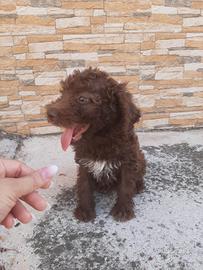 Cuccioli di Lagotto Romagnolo 