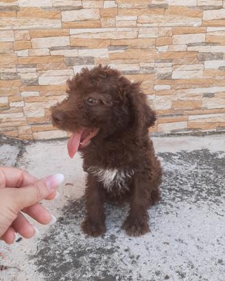 Cuccioli di Lagotto Romagnolo 
