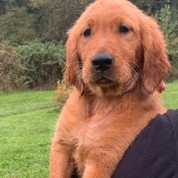 Cucciolo golden retriever inglese