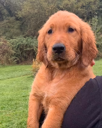Cucciolo golden retriever inglese