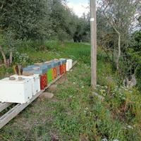 Sciami biologici con cassettino