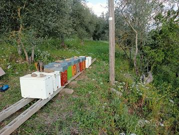 Sciami biologici con cassettino