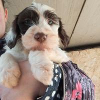 Disponibile ultima cucciola di Lagotto romagnolo